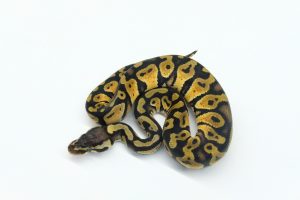 パステル“No,2” ボア