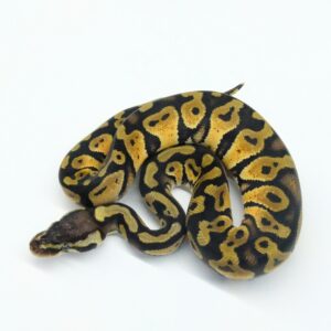 パステル“No,2” ボア