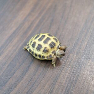 ロシアリクガメ