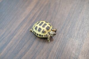 ロシアリクガメ