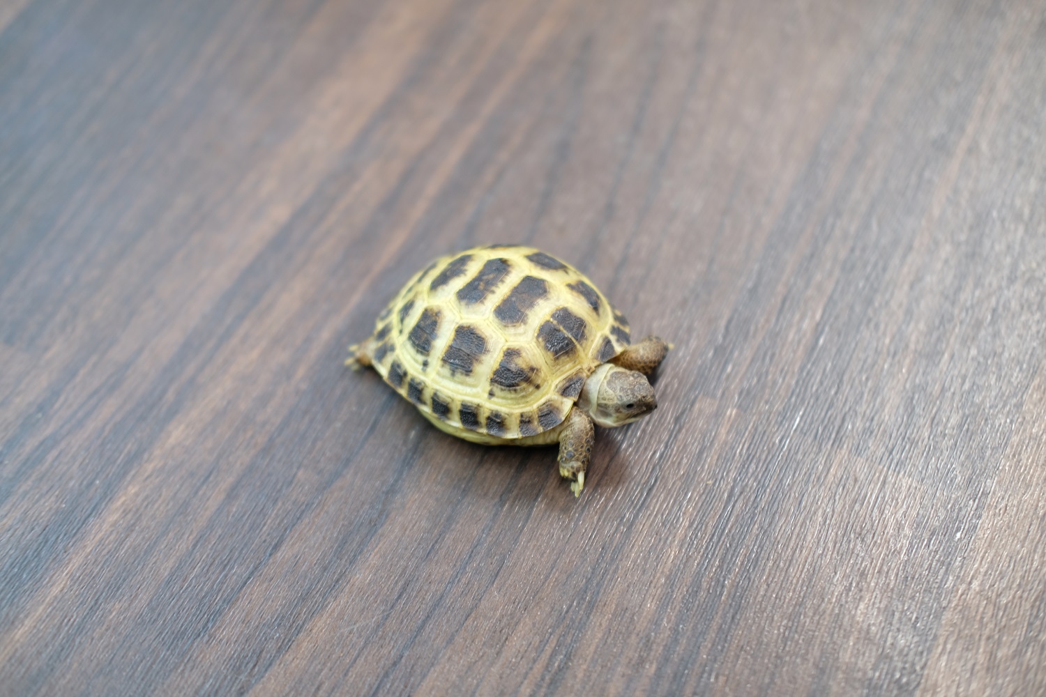 ロシアリクガメ