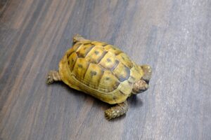 イエローアラブギリシャリクガメ