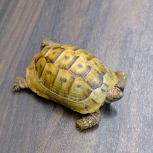 イエローアラブギリシャリクガメ