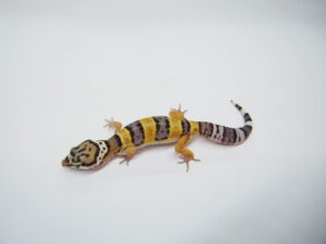 Leopard Geckos