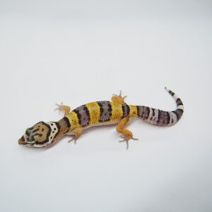 Leopard Geckos